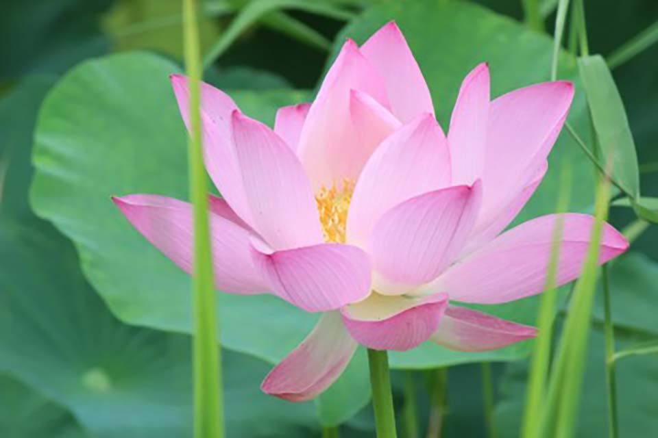 🌿🌸 Celebrate Summer with Lotus Blooms at Deokjin Park & Idyllic ...